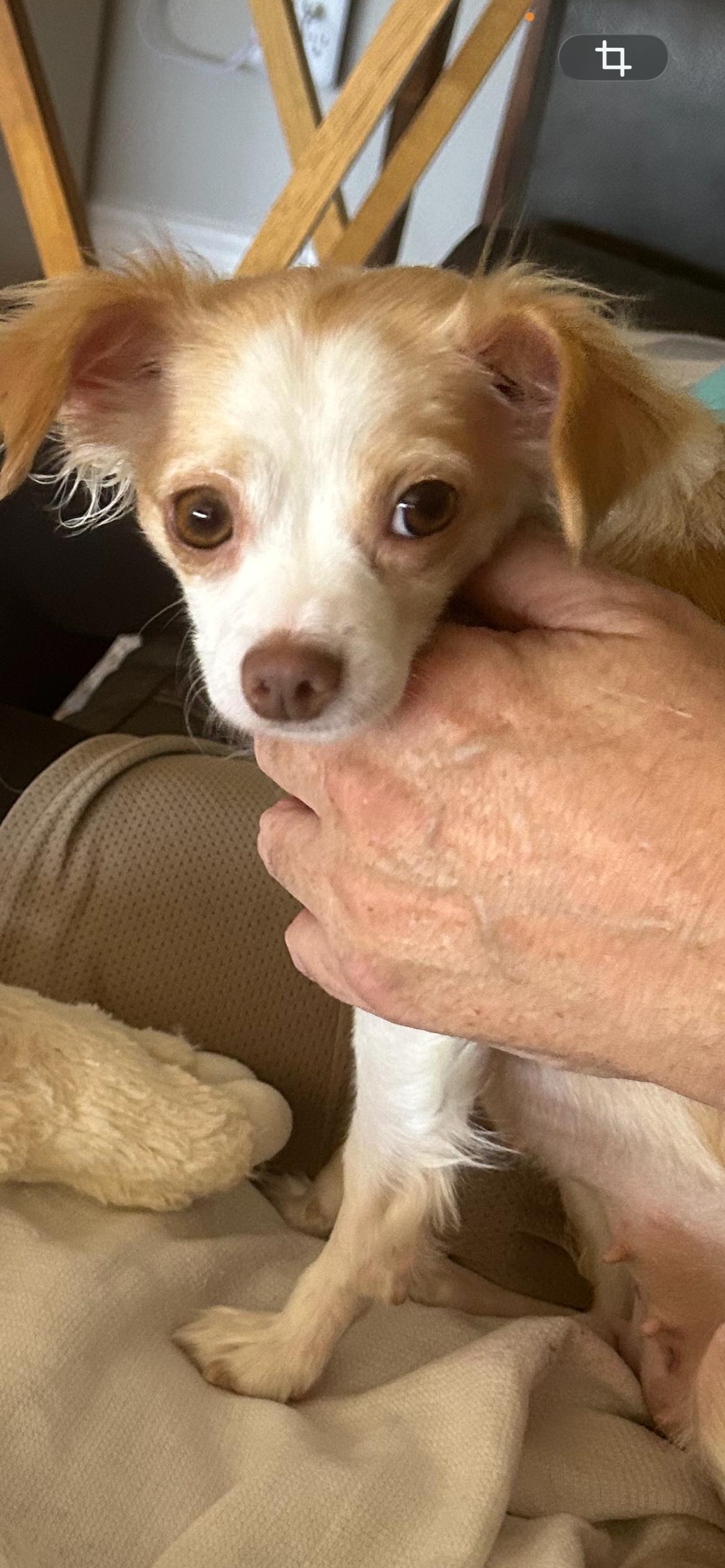 Luna, adopted, Adult Female Chihuahua.