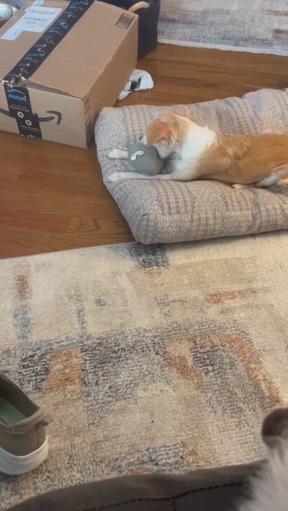 Enlarge Luna, an adopted Chihuahua in Jefferson, LA video 2/2