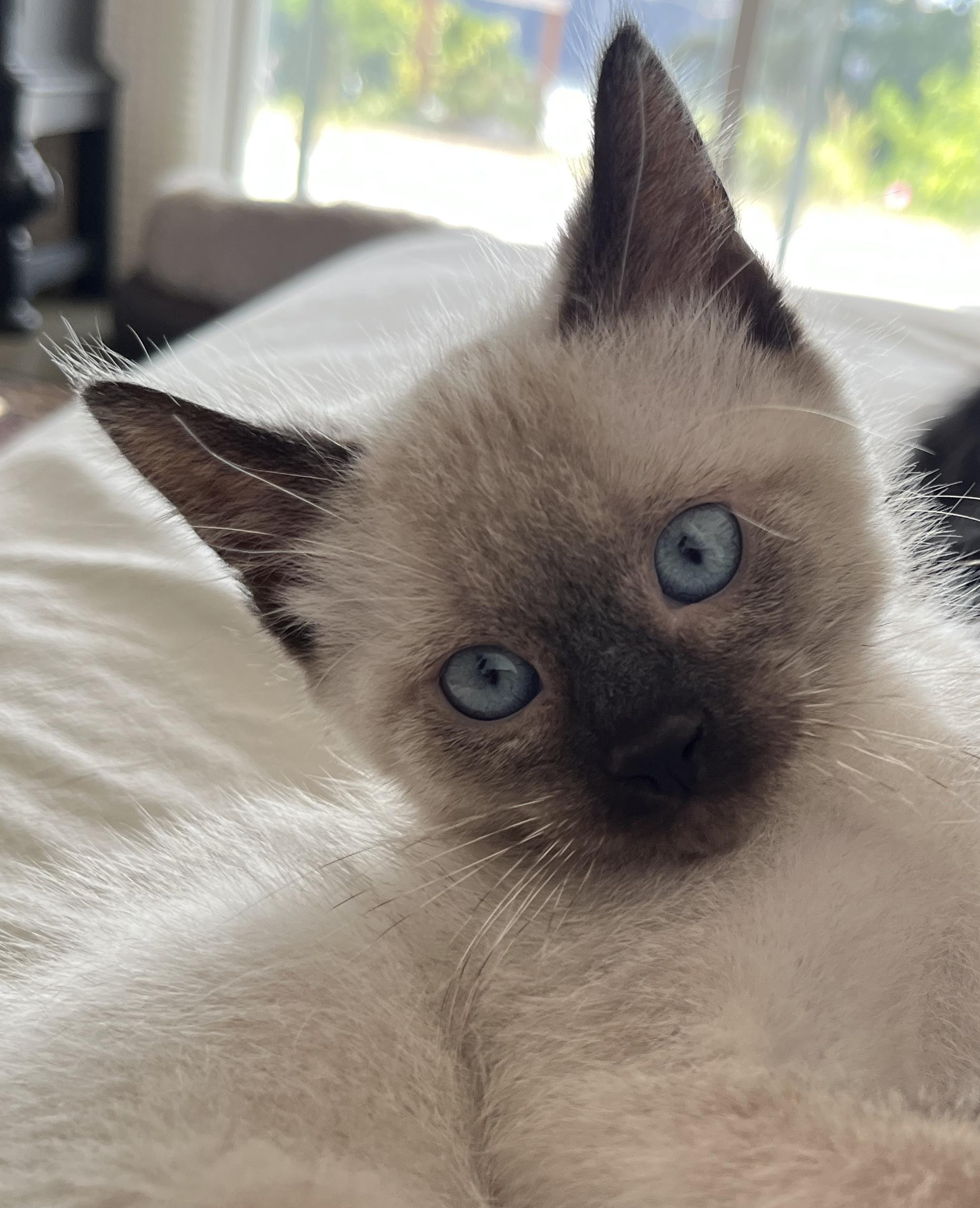 Jinx, adopted, Kitten Male Siamese & Domestic Short Hair.