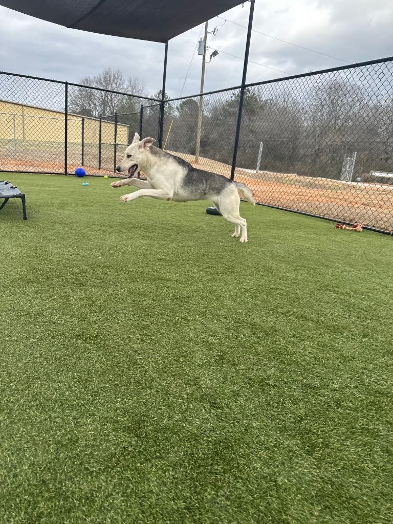Milady, Adoptable, Young Female Husky & Mixed Breed.
