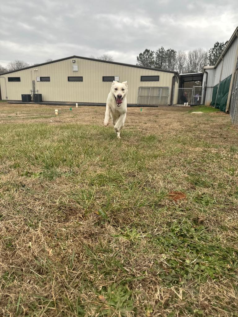 Enlarge Milady, a Adoptable mixed breed in Lavonia, GA image 3/3