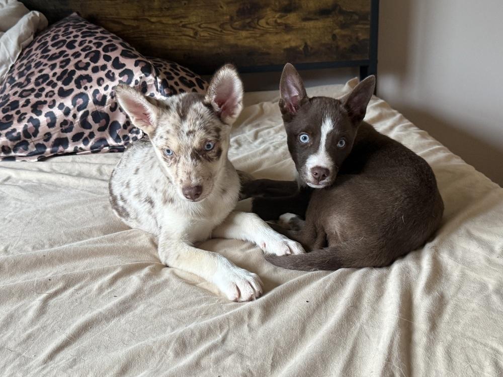 Capri, Adoptable, Puppy Female Husky.