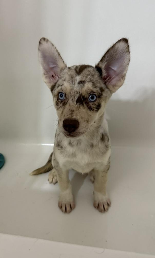 Enlarge Capri, a Adoptable mixed breed in Cheektowaga, NY image 2/3