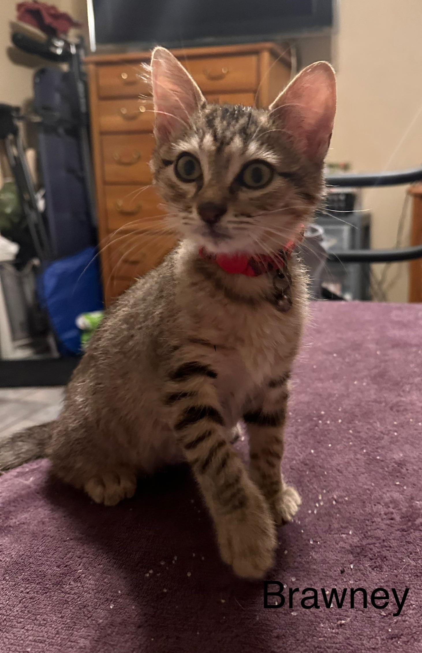 Brawney, an adoptable Domestic Short Hair in Tuttle, OK, 73089 | Photo Image 1