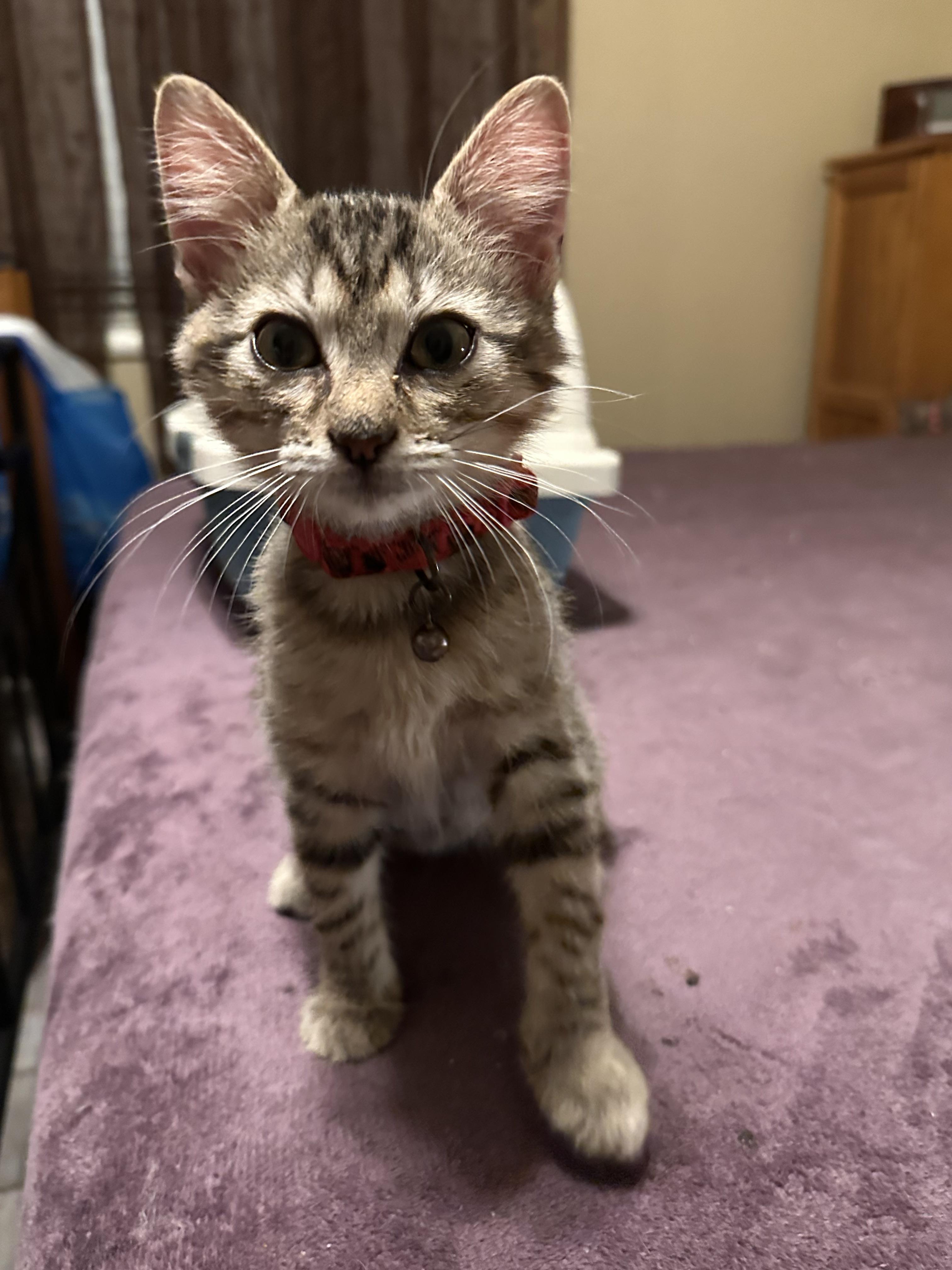 Brawney, an adoptable Domestic Short Hair in Tuttle, OK, 73089 | Photo Image 2