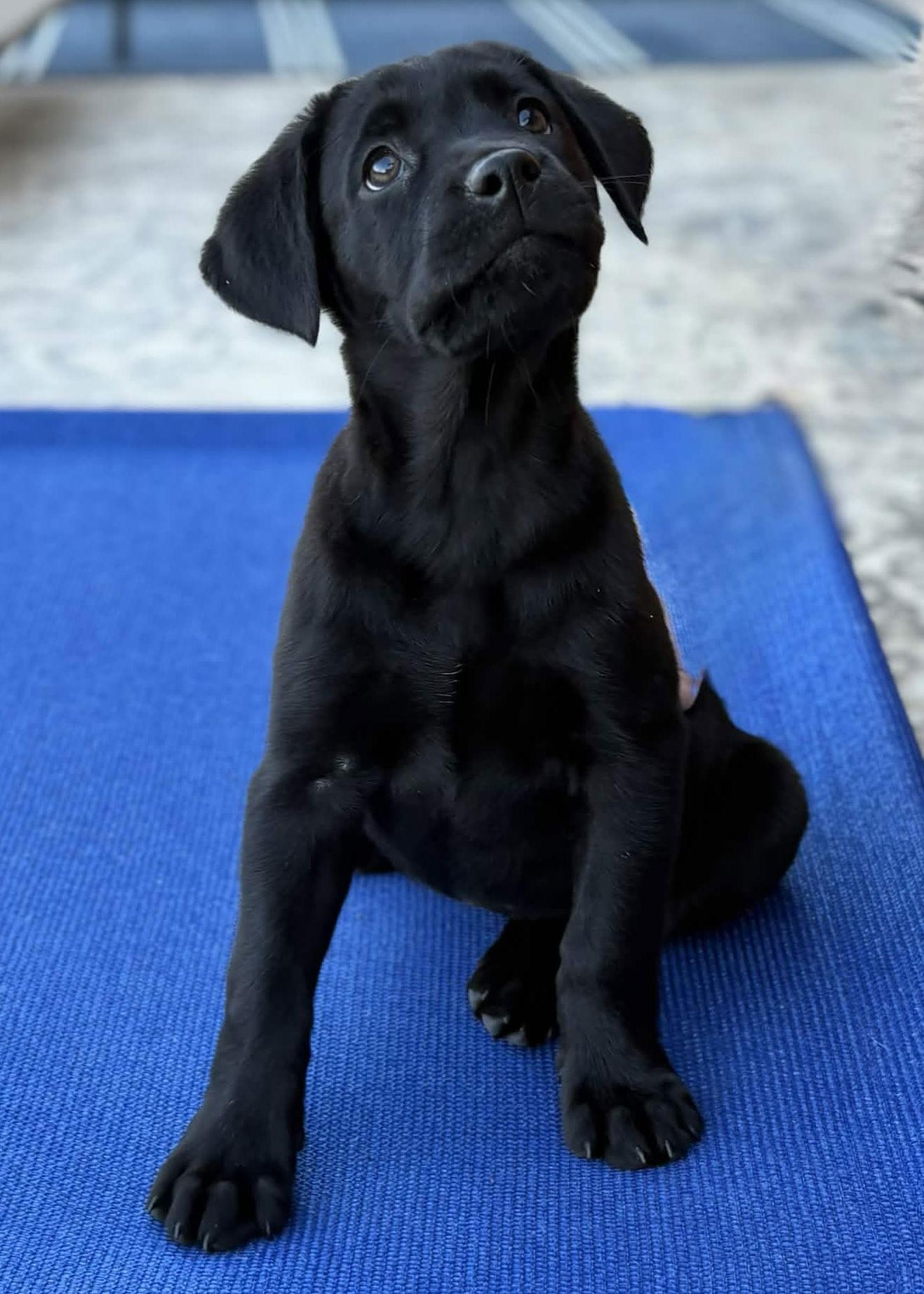 Coal, a Adopted Labrador Retriever in Fort Worth, TX image 3/3
