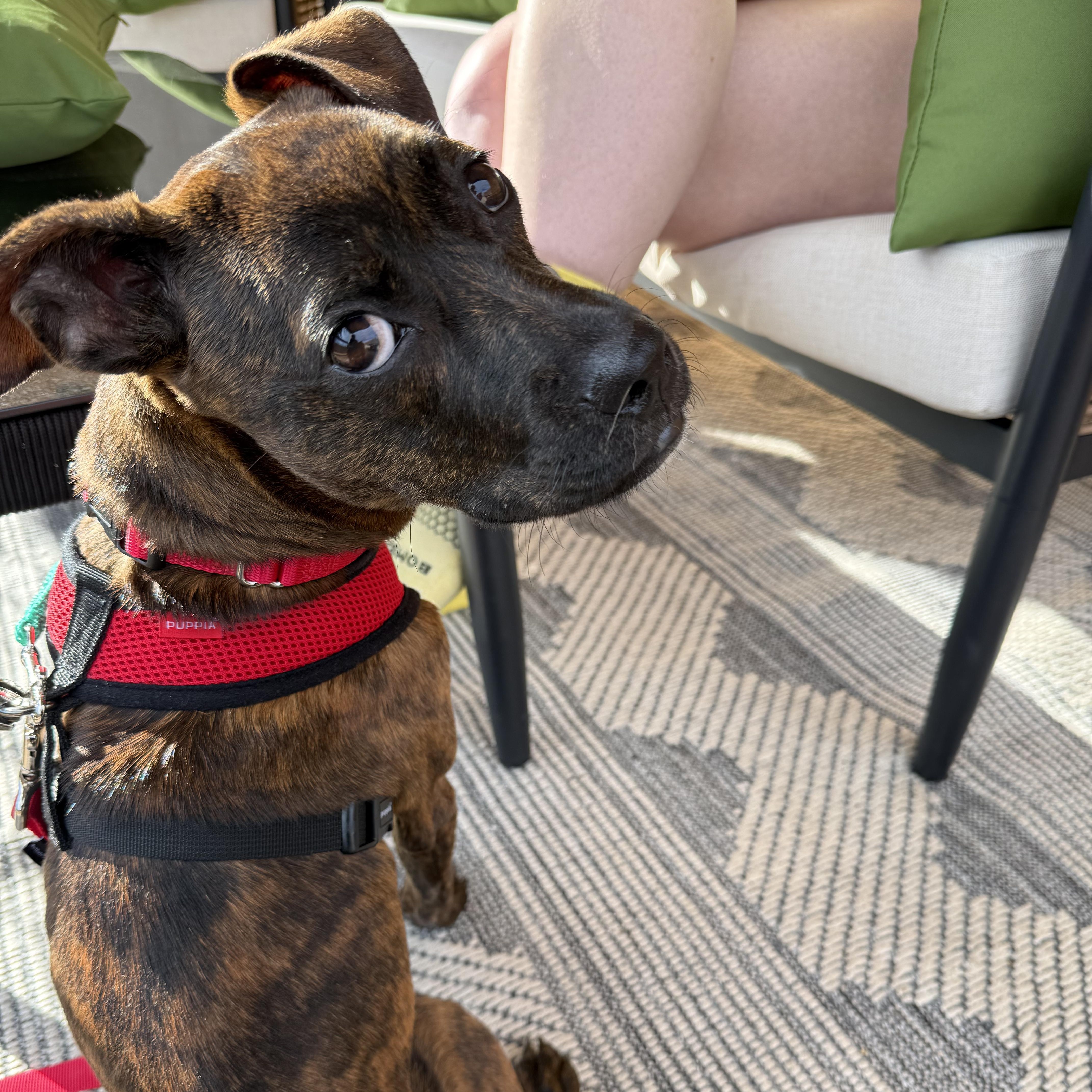 Enlarge Ophelia, a Adoptable mixed breed in Brooklyn, NY image 1/5