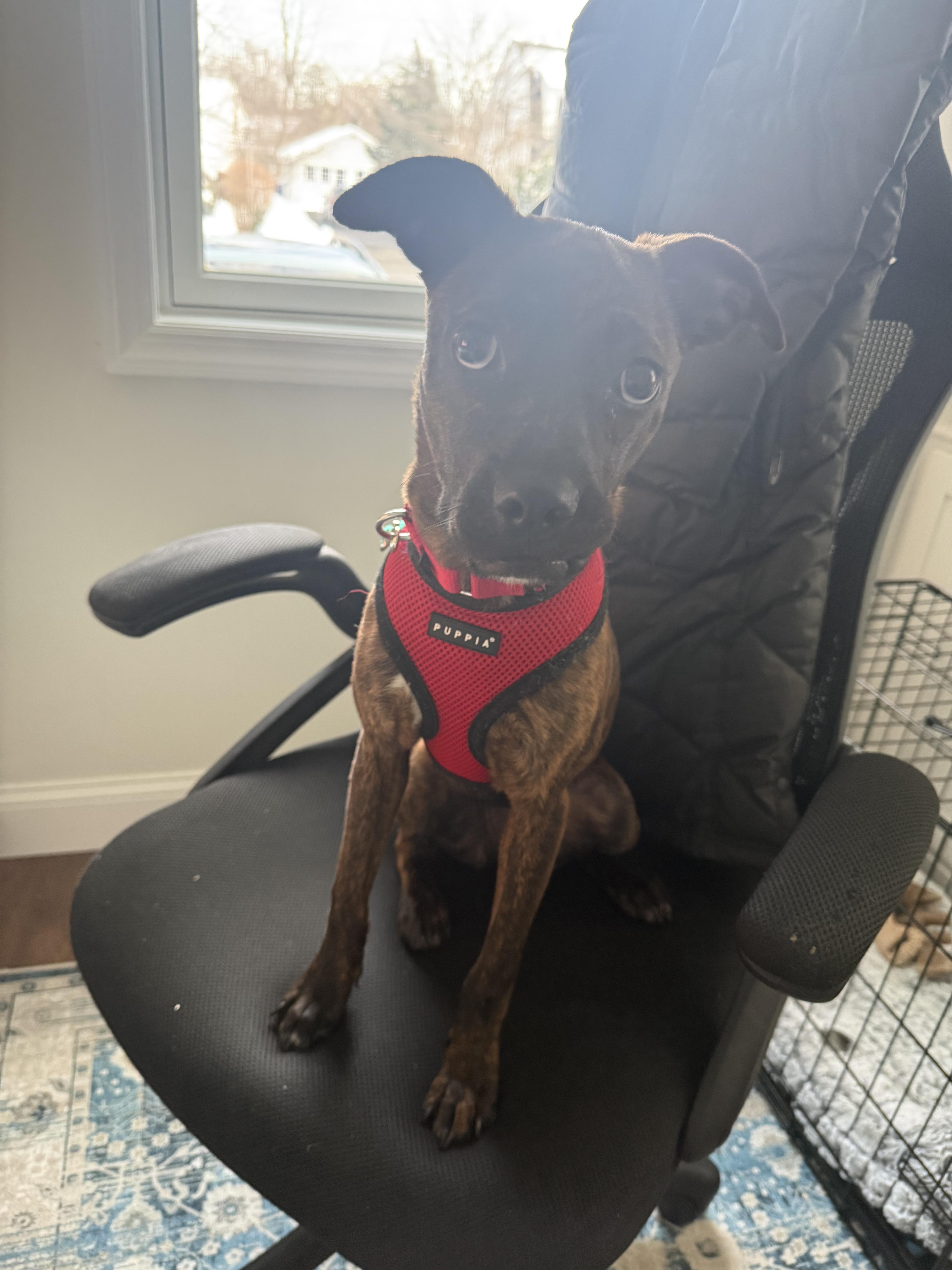 Enlarge Ophelia, a Adoptable mixed breed in Brooklyn, NY image 3/5