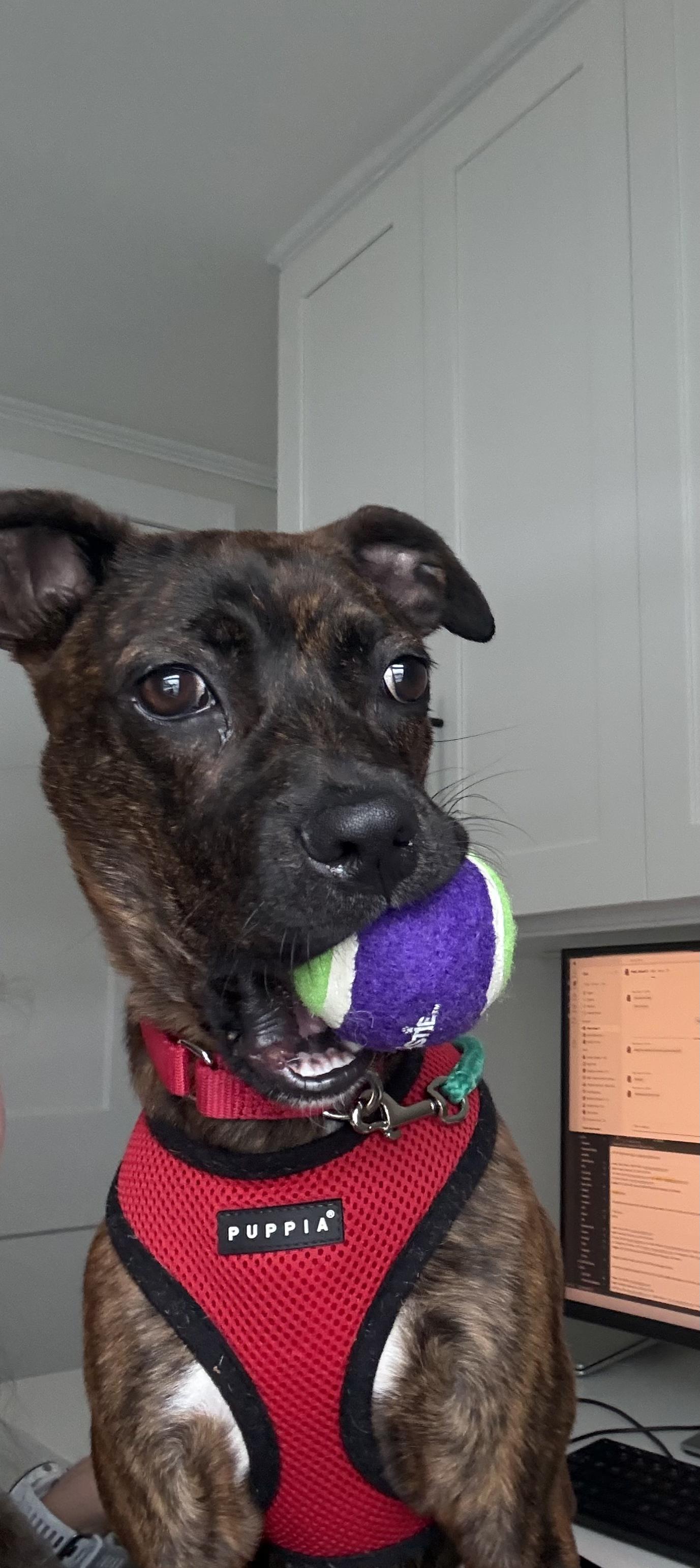 Enlarge Ophelia, a Adoptable mixed breed in Brooklyn, NY image 4/5