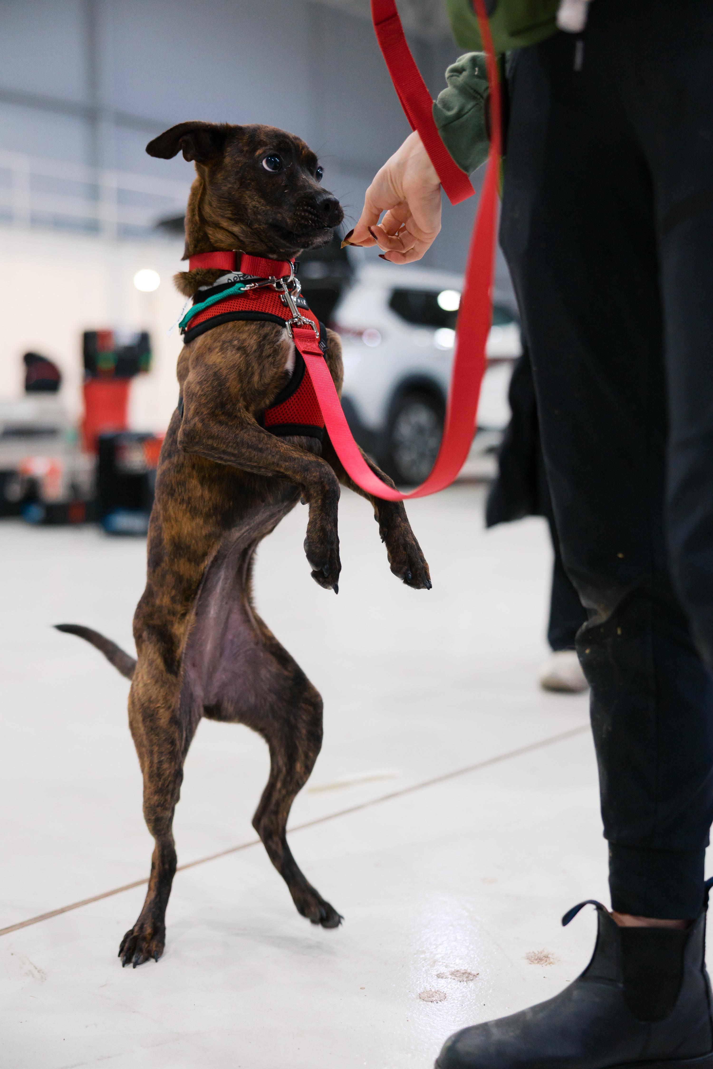 Enlarge Ophelia, a Adoptable mixed breed in Brooklyn, NY image 5/5