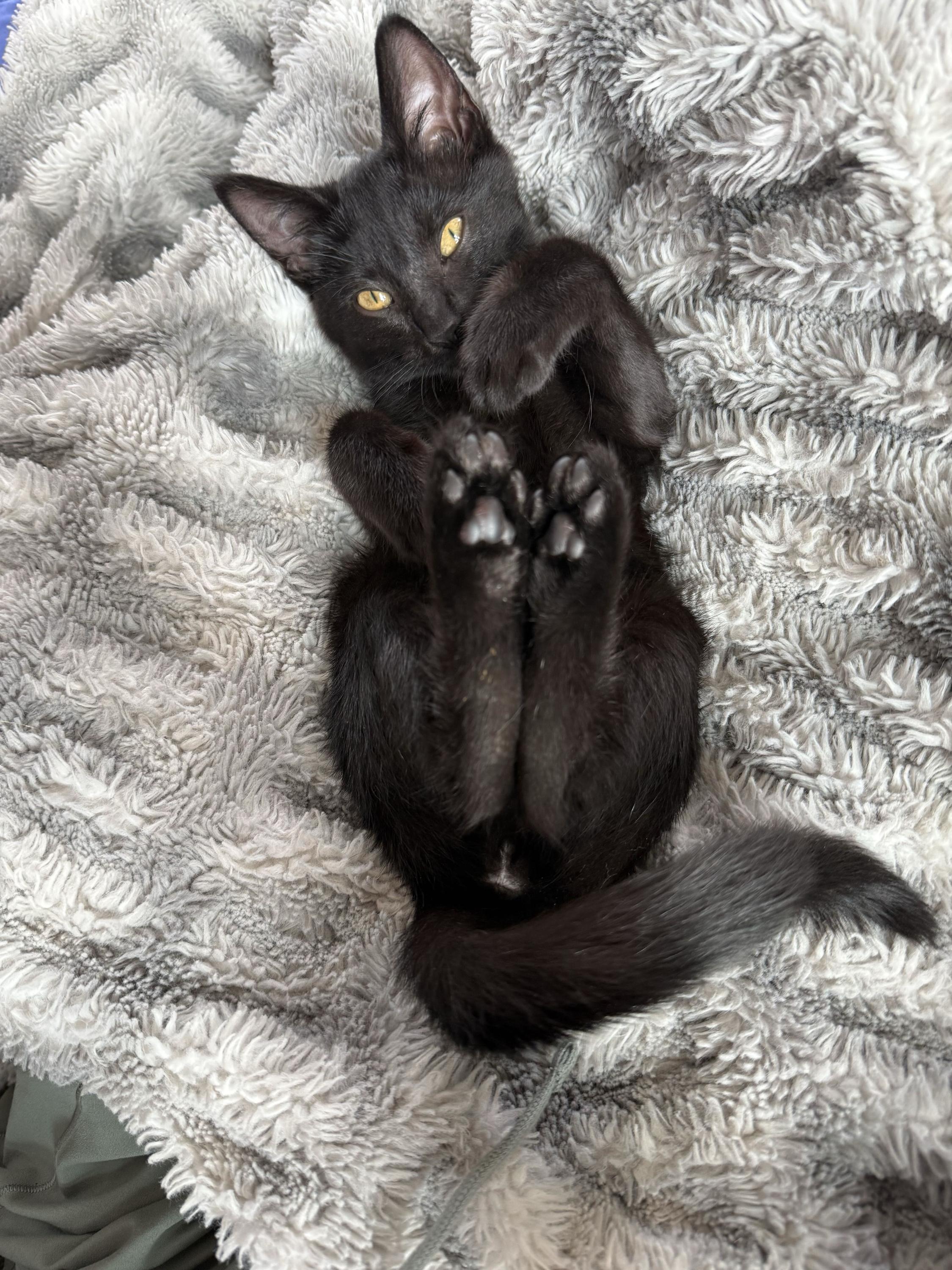 Enlarge Truffle, a ADOPTABLE Domestic Short Hair in Seattle, WA image 6/6