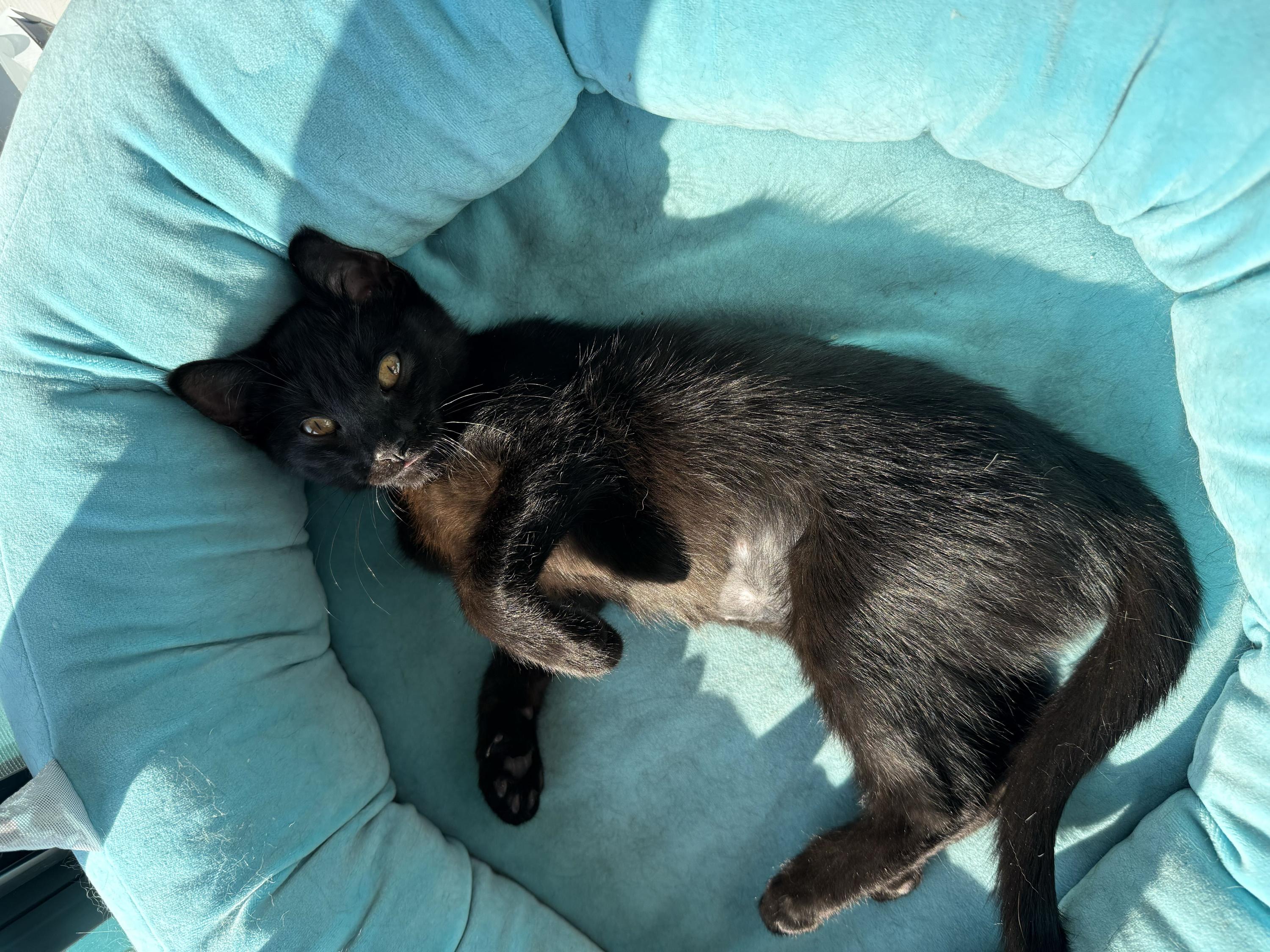 Enlarge Truffle, a ADOPTABLE Domestic Short Hair in Seattle, WA image 4/6