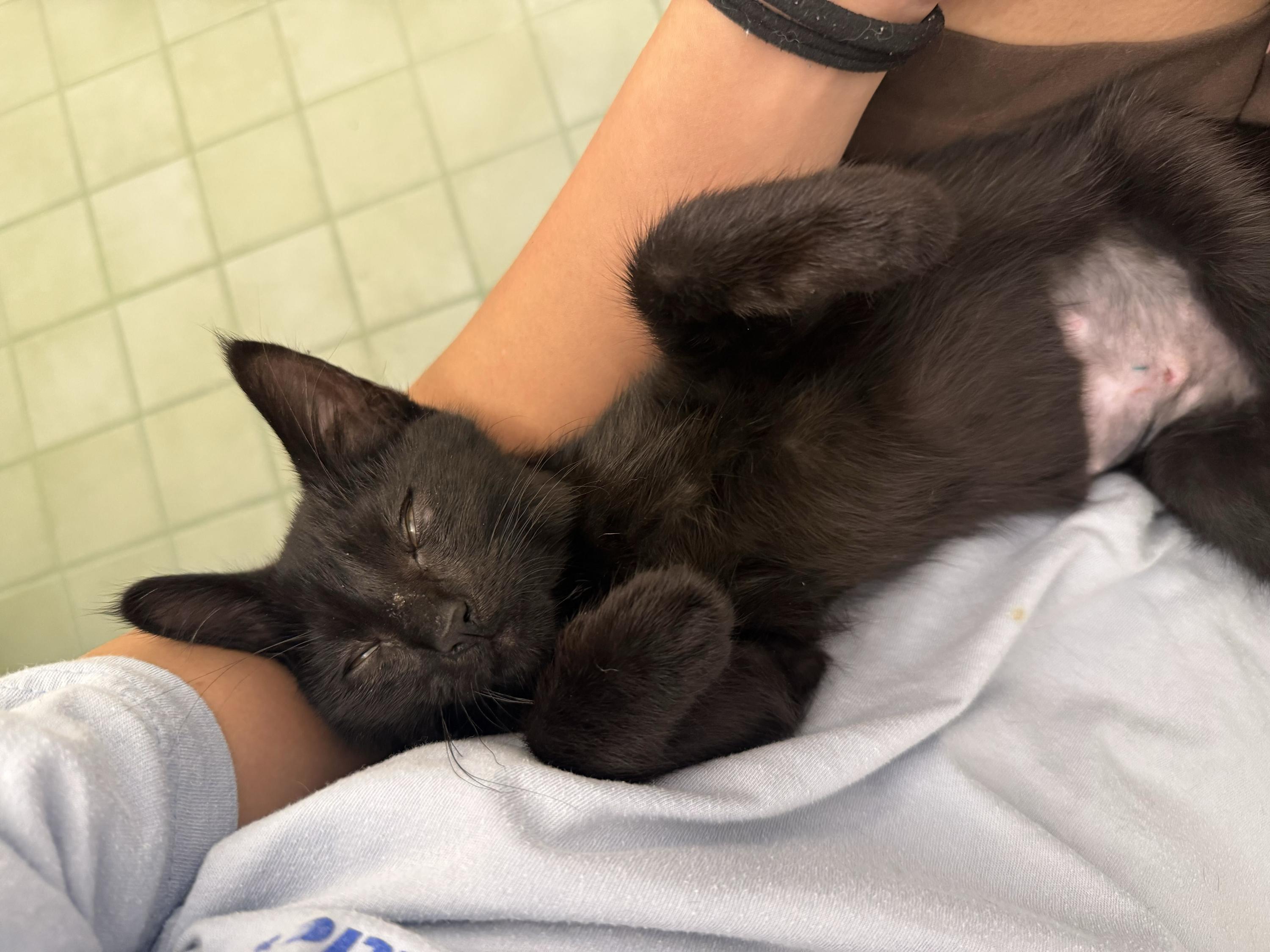 Enlarge Truffle, a ADOPTABLE Domestic Short Hair in Seattle, WA image 5/6