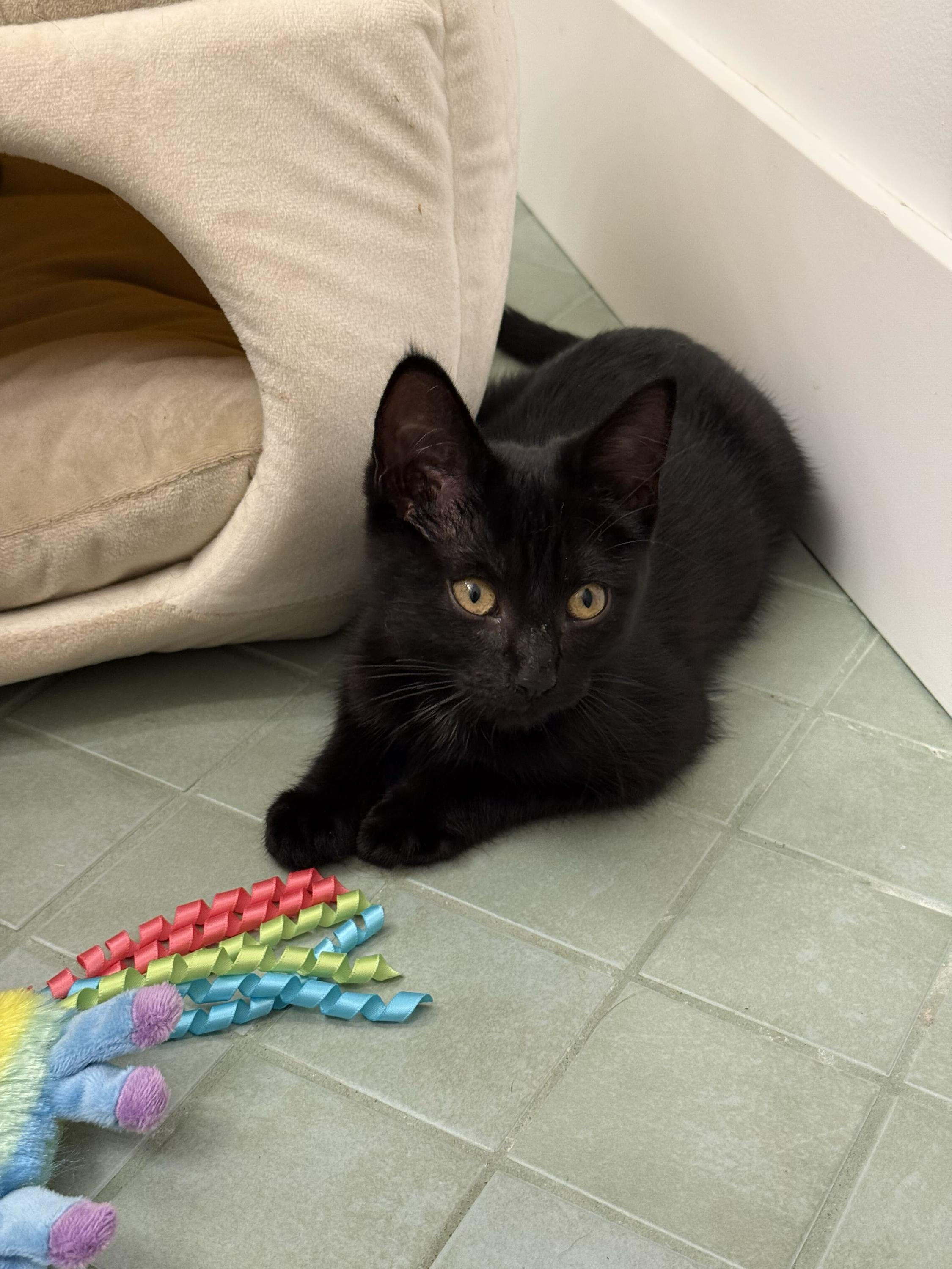 Enlarge Truffle, a ADOPTABLE Domestic Short Hair in Seattle, WA image 1/6