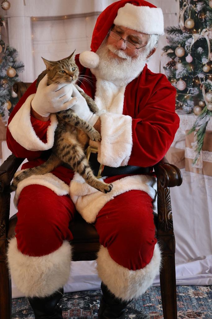 BLUE, Adoptable, Adult Female Domestic Short Hair.