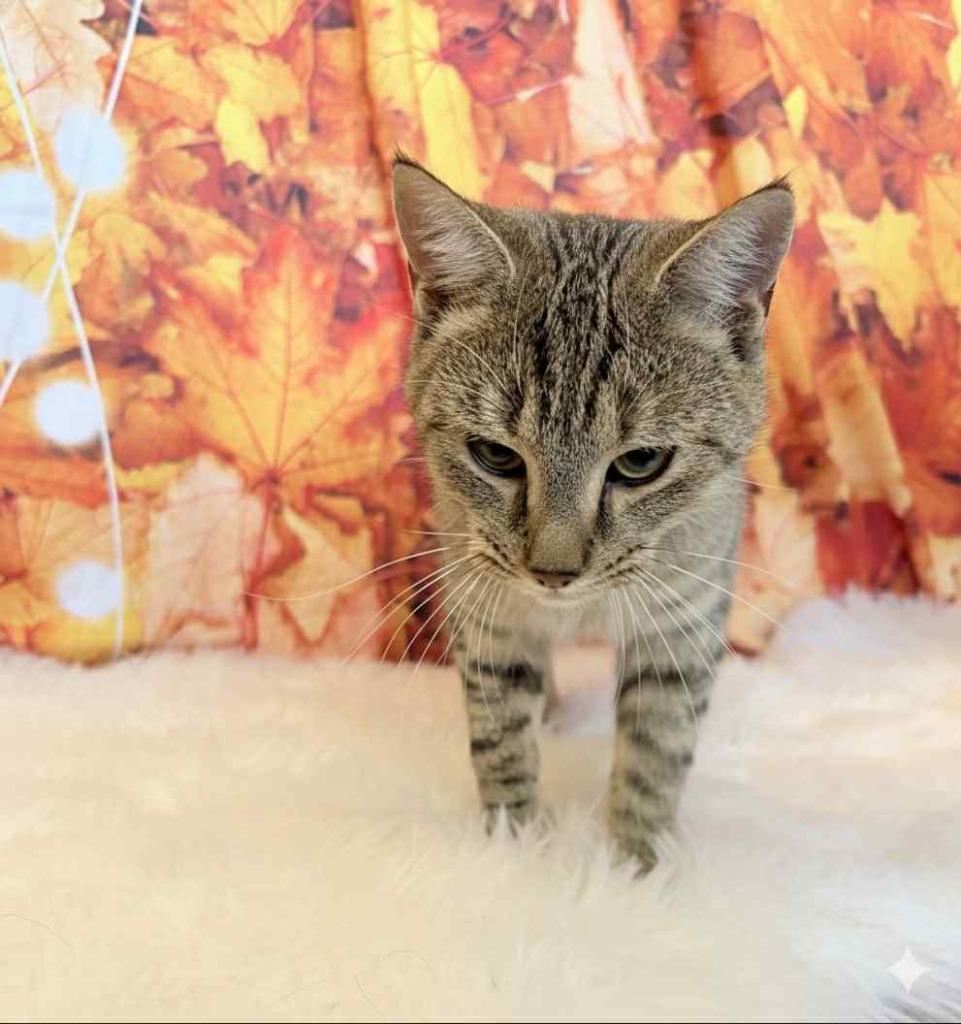 Enlarge BLUE, a Adoptable mixed breed in Athens, AL image 1/6