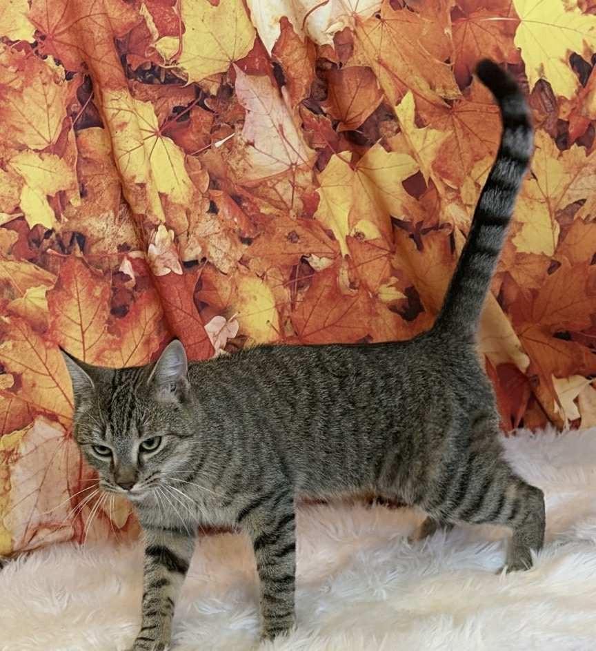 Enlarge BLUE, a Adoptable mixed breed in Athens, AL image 2/6