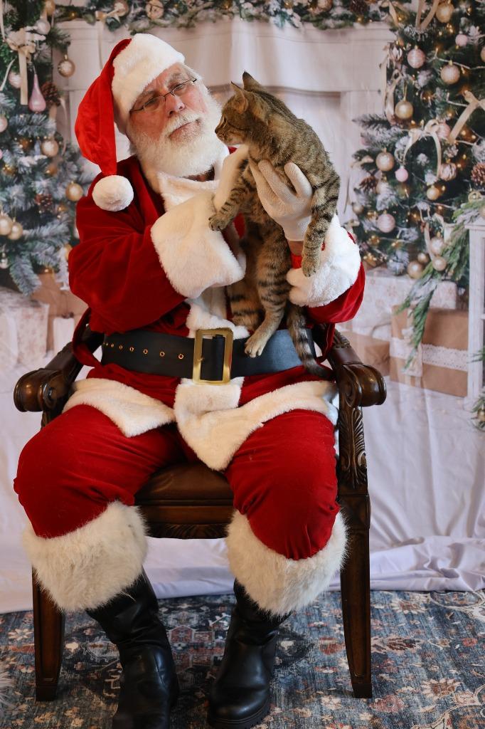 Enlarge BLUE, a Adoptable mixed breed in Athens, AL image 3/6