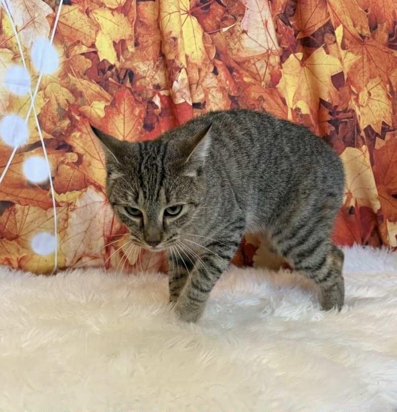 Enlarge BLUE, a Adoptable mixed breed in Athens, AL image 4/6