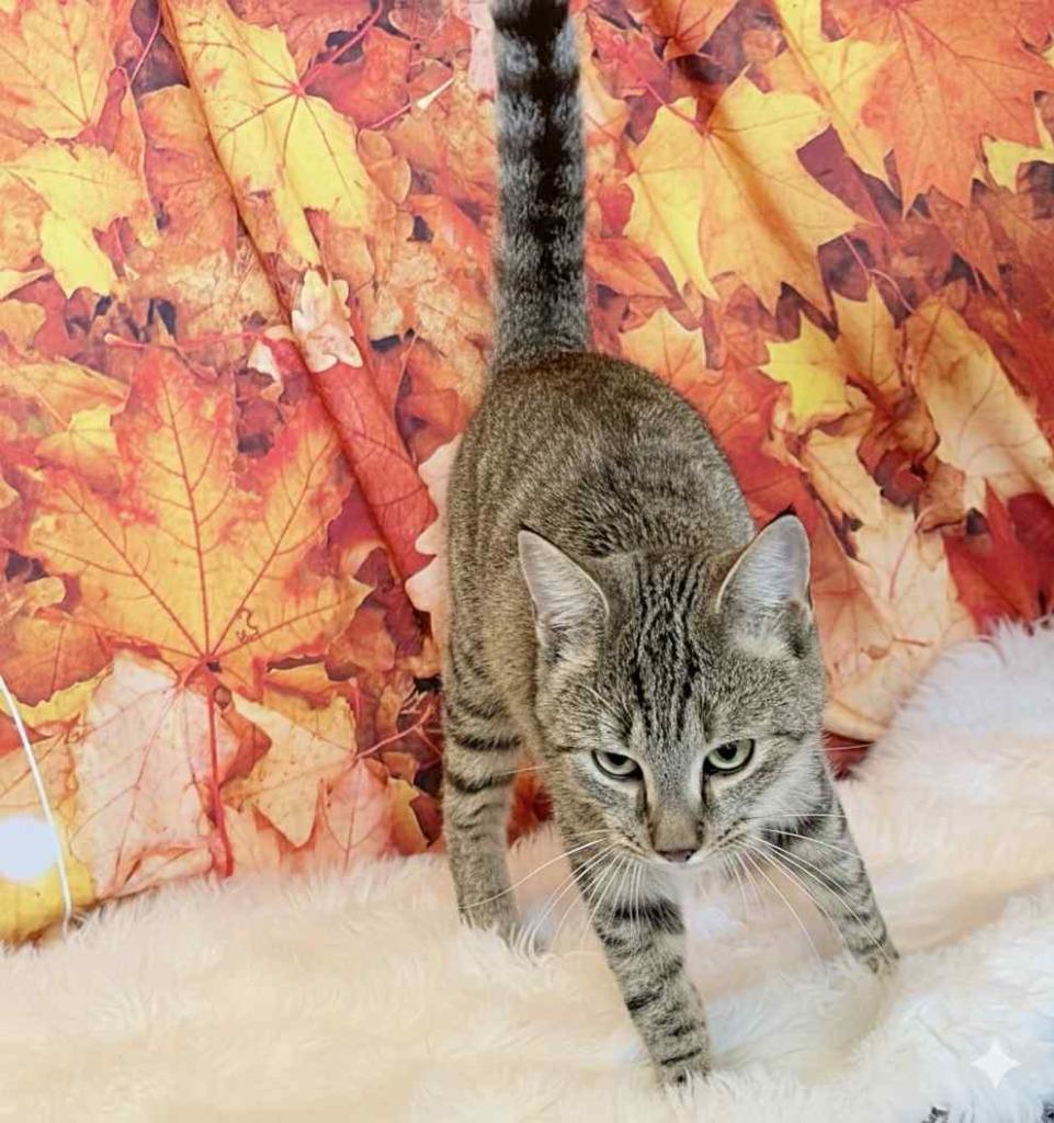 Enlarge BLUE, a Adoptable mixed breed in Athens, AL image 6/6