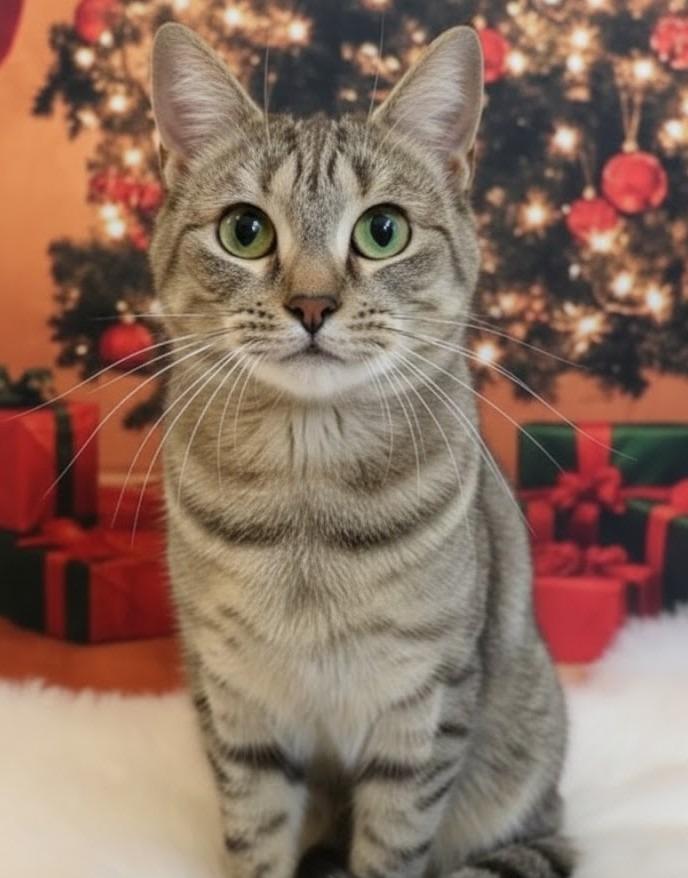 Enlarge BLUE, a Adoptable mixed breed in Athens, AL image 6/6