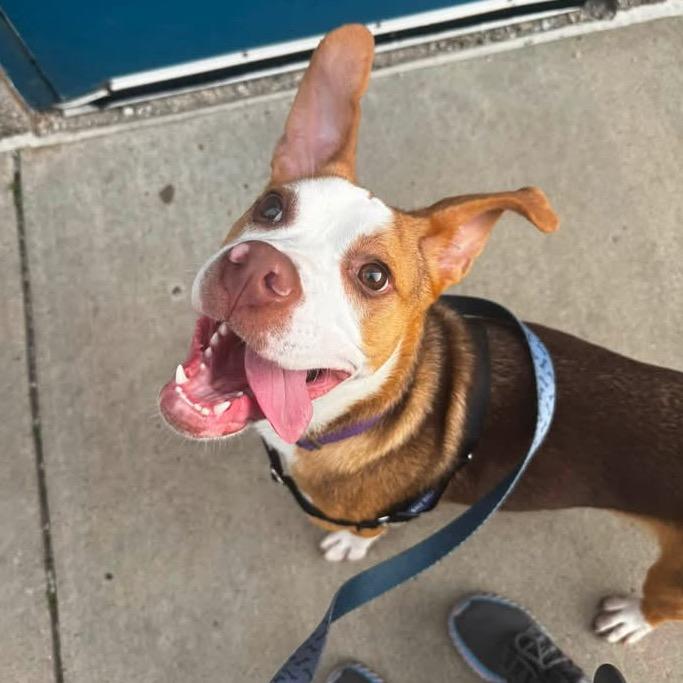 Enlarge Penumbra, a Adoptable Mixed Breed in Pittsburgh, PA image 1/6