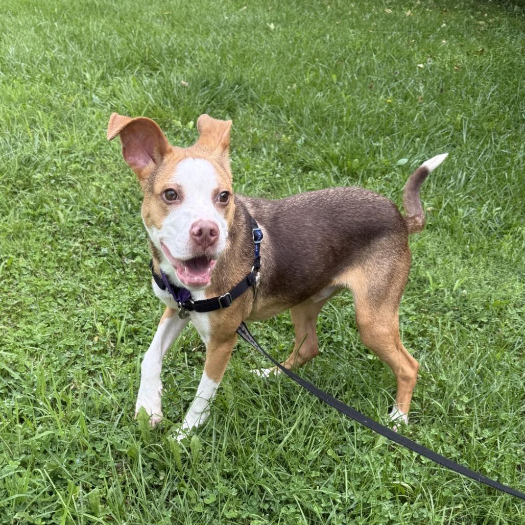 Enlarge Penumbra, a Adoptable Mixed Breed in Pittsburgh, PA image 2/6