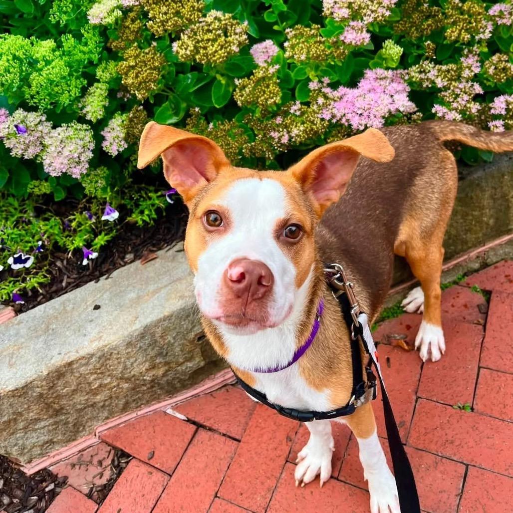 Enlarge Penumbra, a Adoptable Mixed Breed in Pittsburgh, PA image 3/6