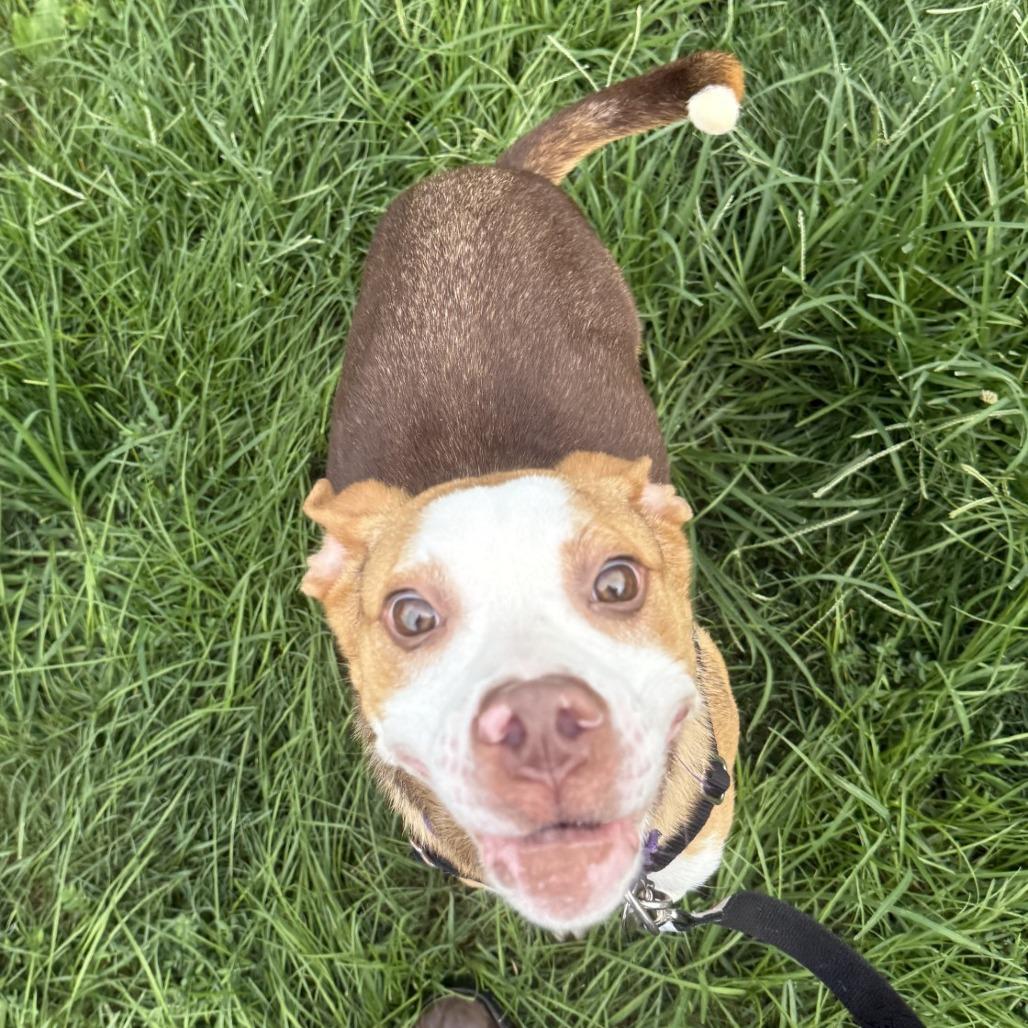 Enlarge Penumbra, a Adoptable Mixed Breed in Pittsburgh, PA image 4/6