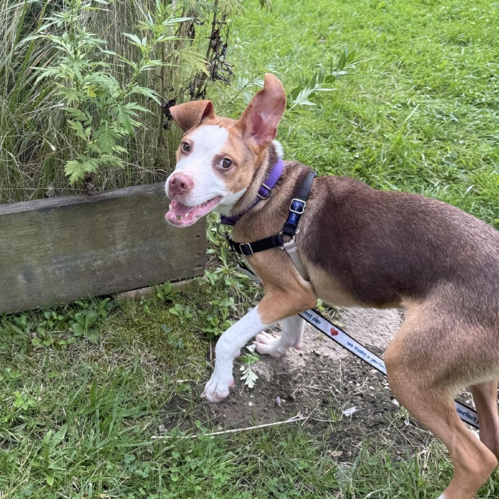 Enlarge Penumbra, a Adoptable Mixed Breed in Pittsburgh, PA image 5/6