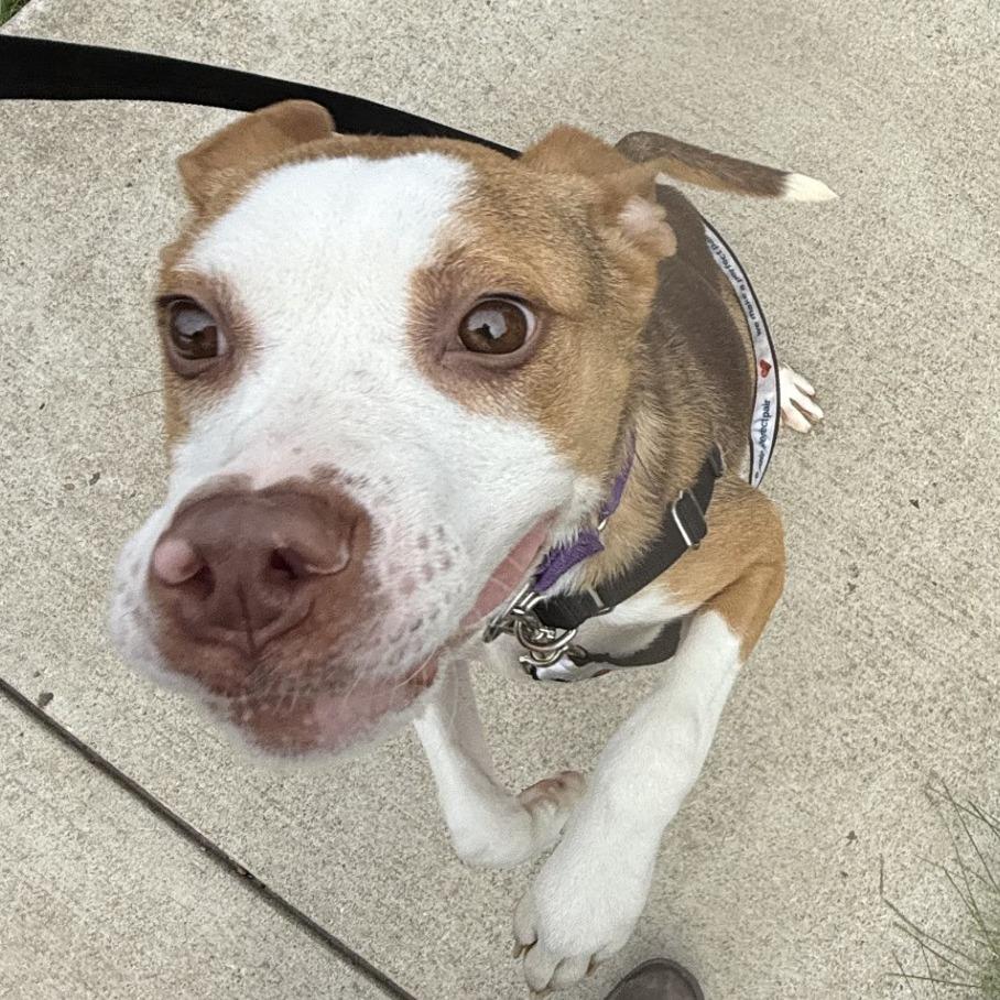 Enlarge Penumbra, a Adoptable Mixed Breed in Pittsburgh, PA image 6/6