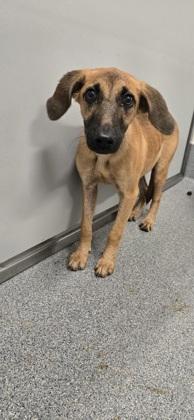 Amoretta, Adoptable, Adult Female Black Mouth Cur & Mixed Breed.