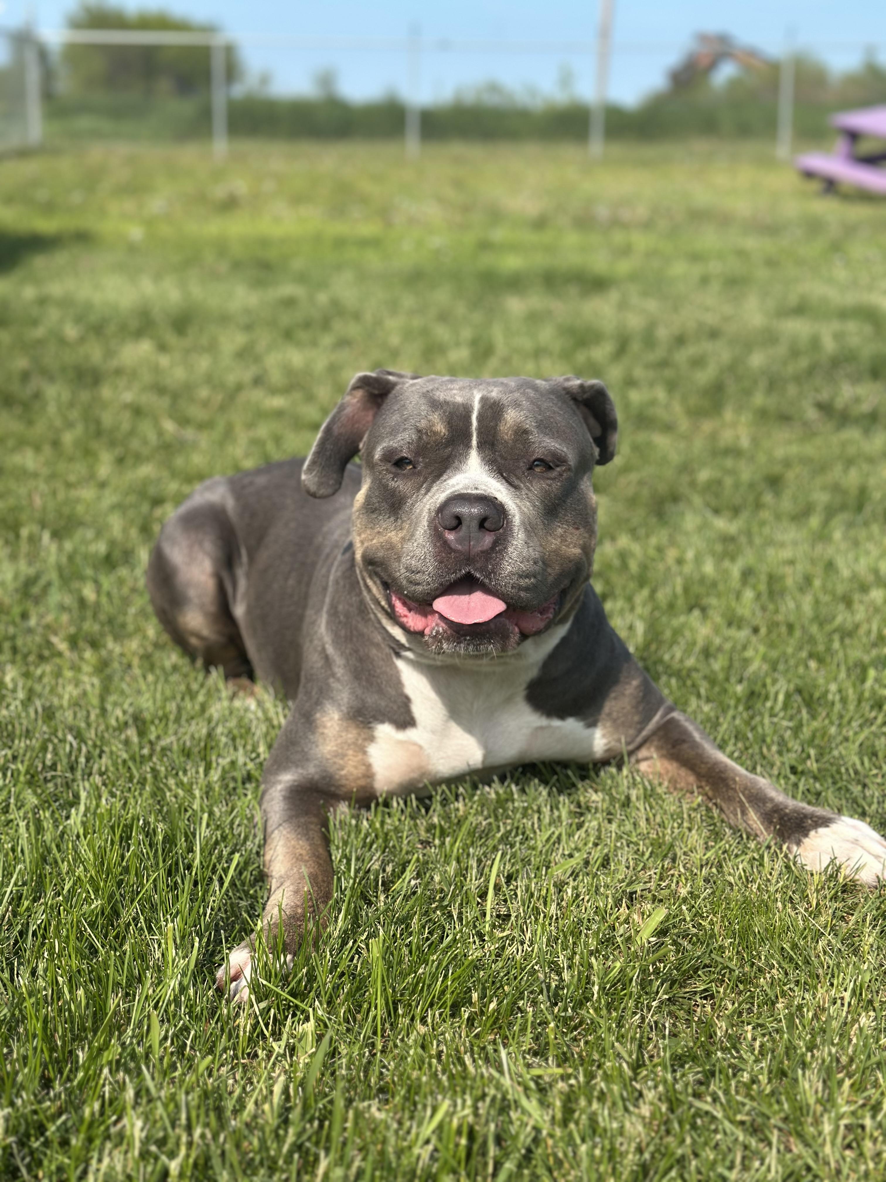 Victoria, an adoptable Bulldog in Alliston, ON, L0G 1A0 | Photo Image 1