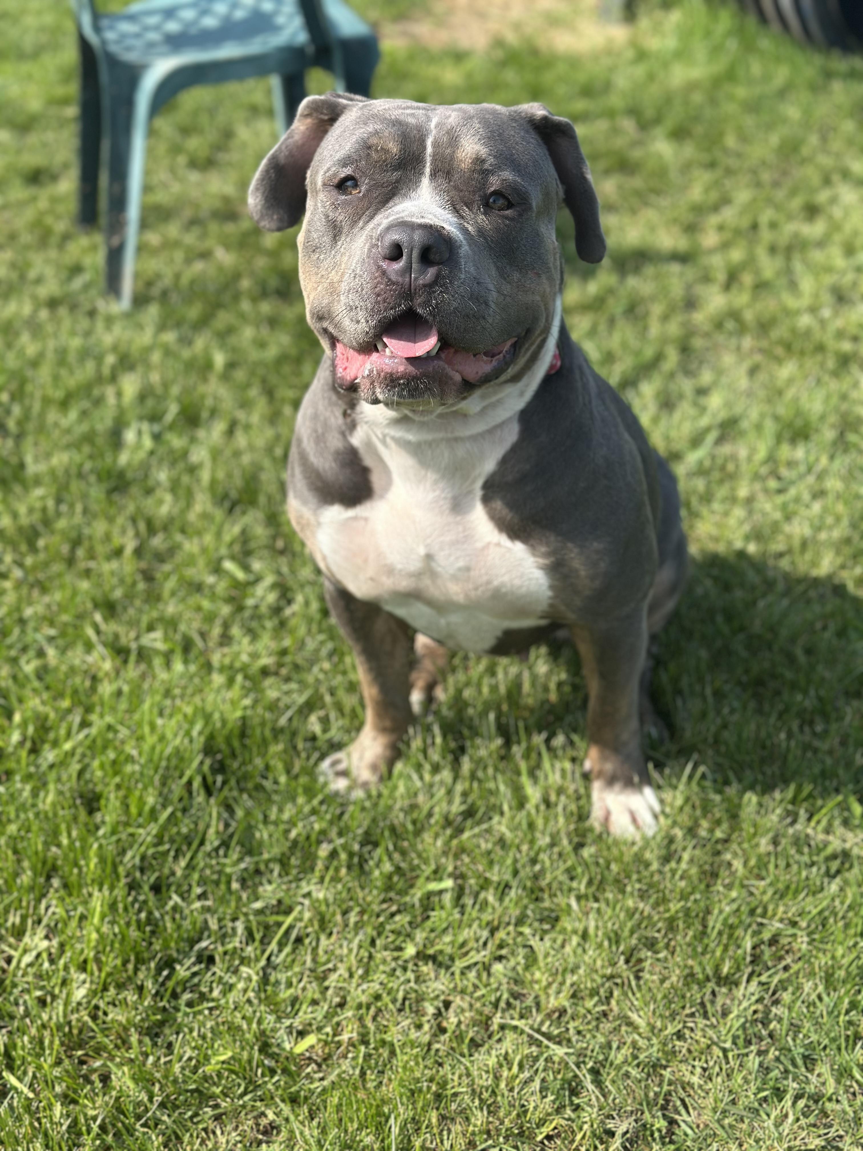 Victoria, an adoptable Bulldog in Alliston, ON, L0G 1A0 | Photo Image 5