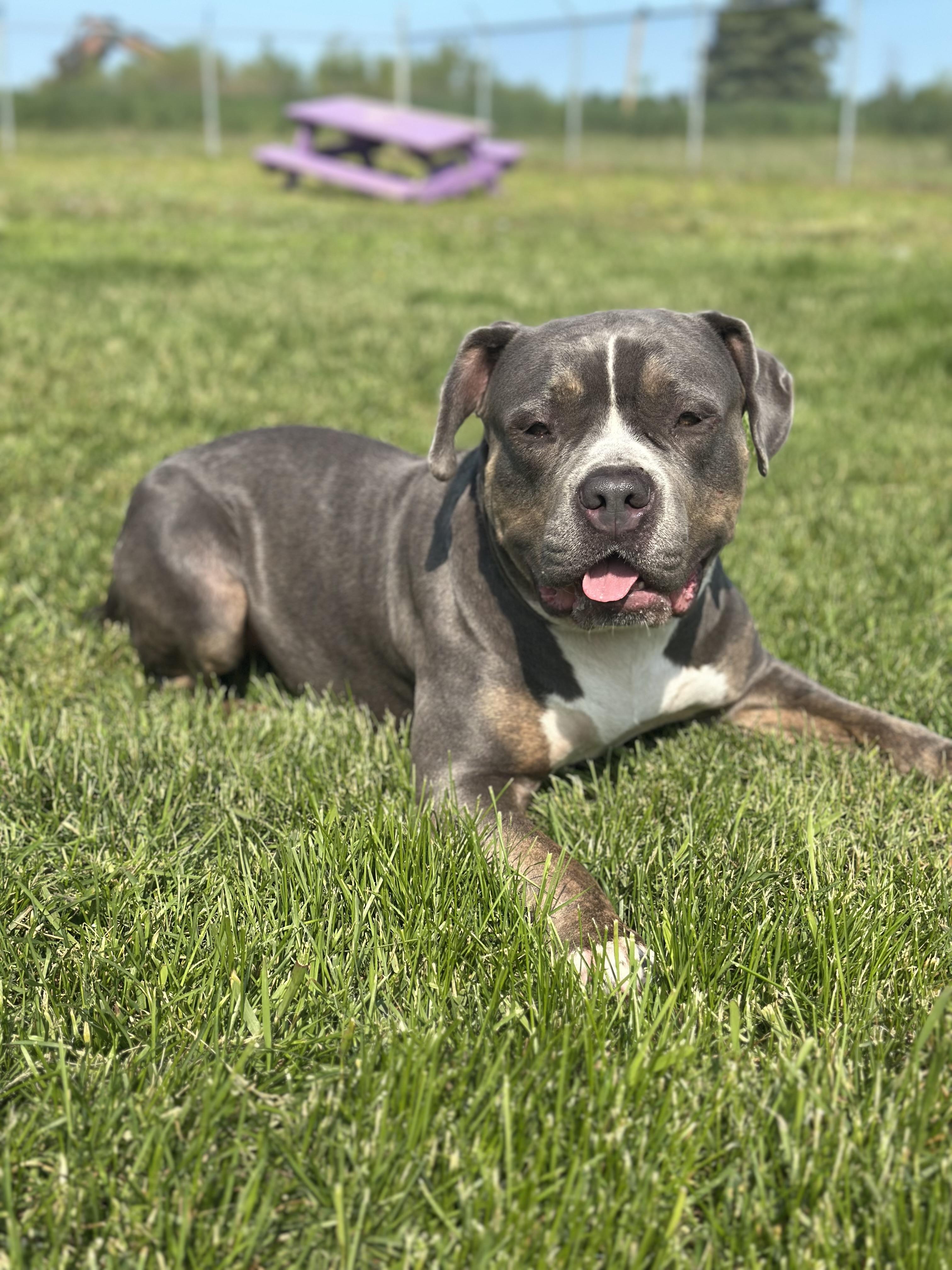 Victoria, an adoptable Bulldog in Alliston, ON, L0G 1A0 | Photo Image 3
