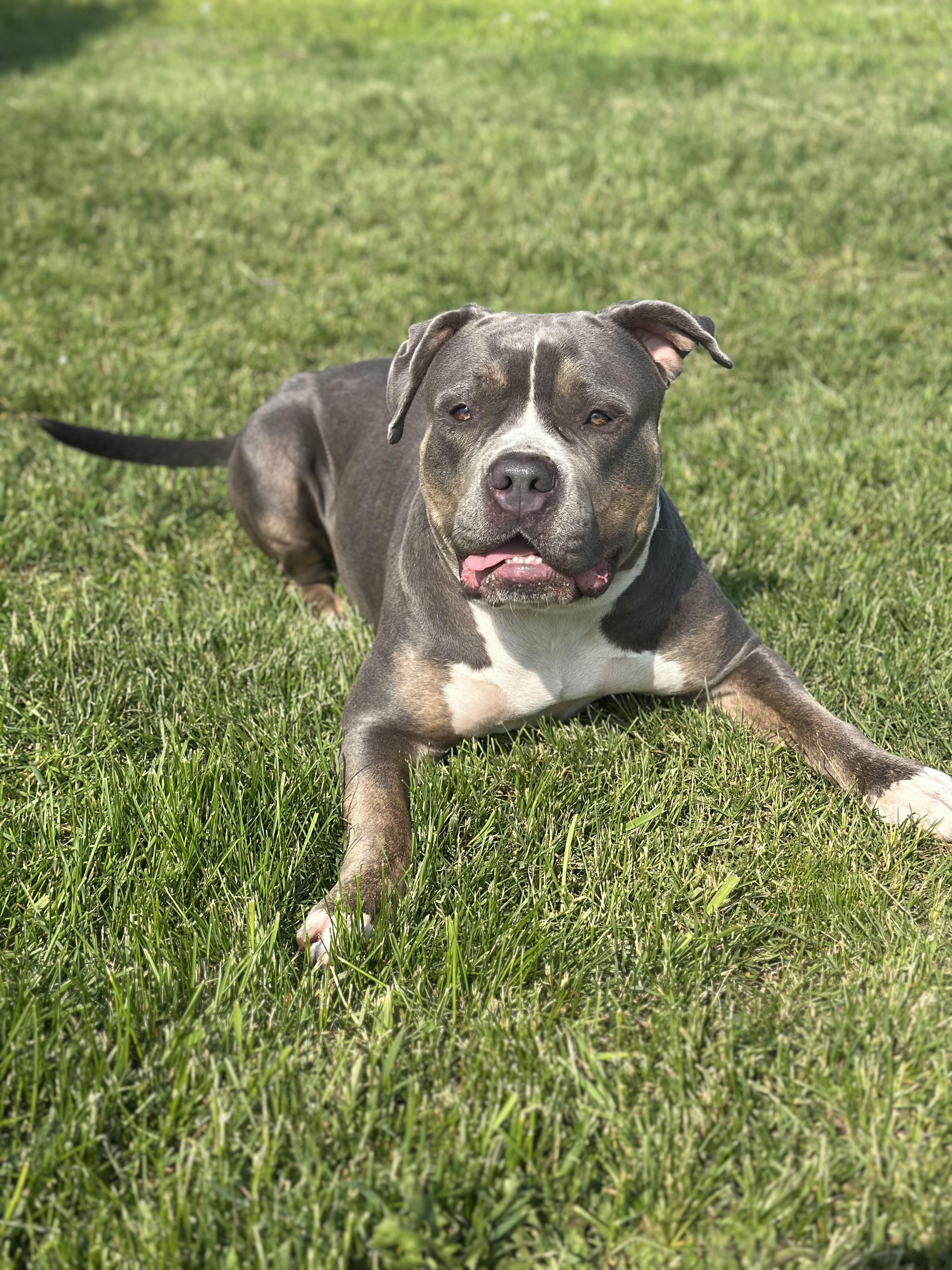 Victoria, an adoptable Bulldog in Alliston, ON, L0G 1A0 | Photo Image 4