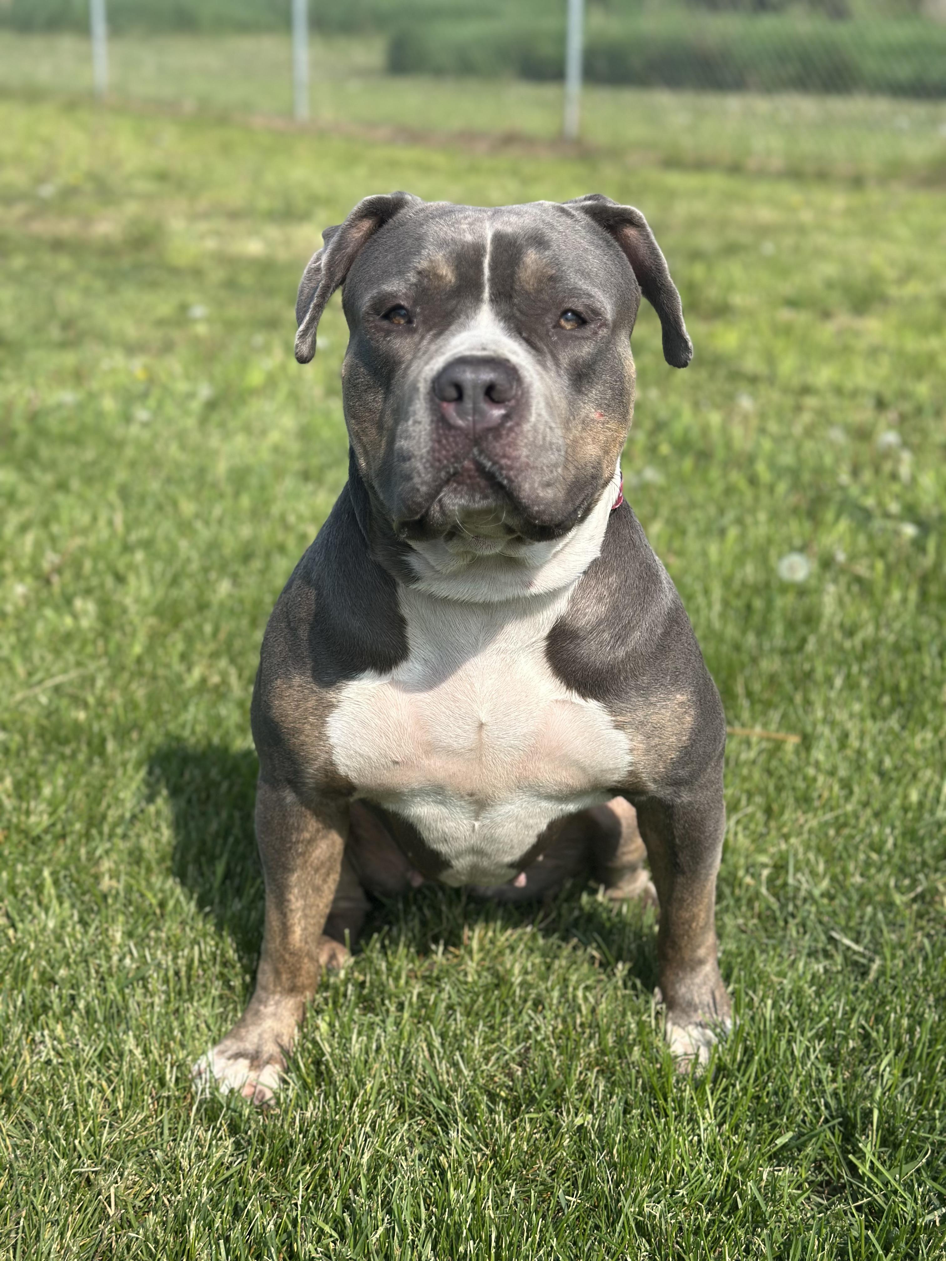 Victoria, an adoptable Bulldog in Alliston, ON, L0G 1A0 | Photo Image 2