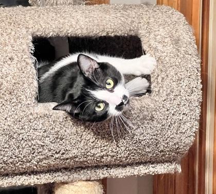 Saki, a Adoptable Domestic Short Hair in Hastings, MN image 1/3