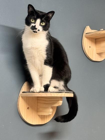 Saki, a Adoptable Domestic Short Hair in Hastings, MN image 3/3