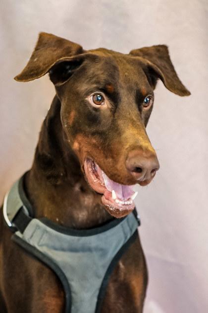Enlarge Snoop, a Adoptable Doberman Pinscher in Dothan, AL image 1/3