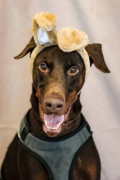 Enlarge Snoop, a Adoptable Doberman Pinscher in Dothan, AL image 2/3