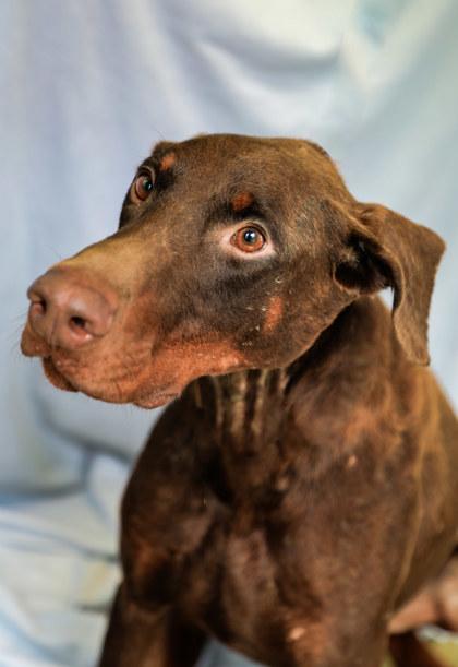 Enlarge Snoop, a Adoptable Doberman Pinscher in Dothan, AL image 3/3