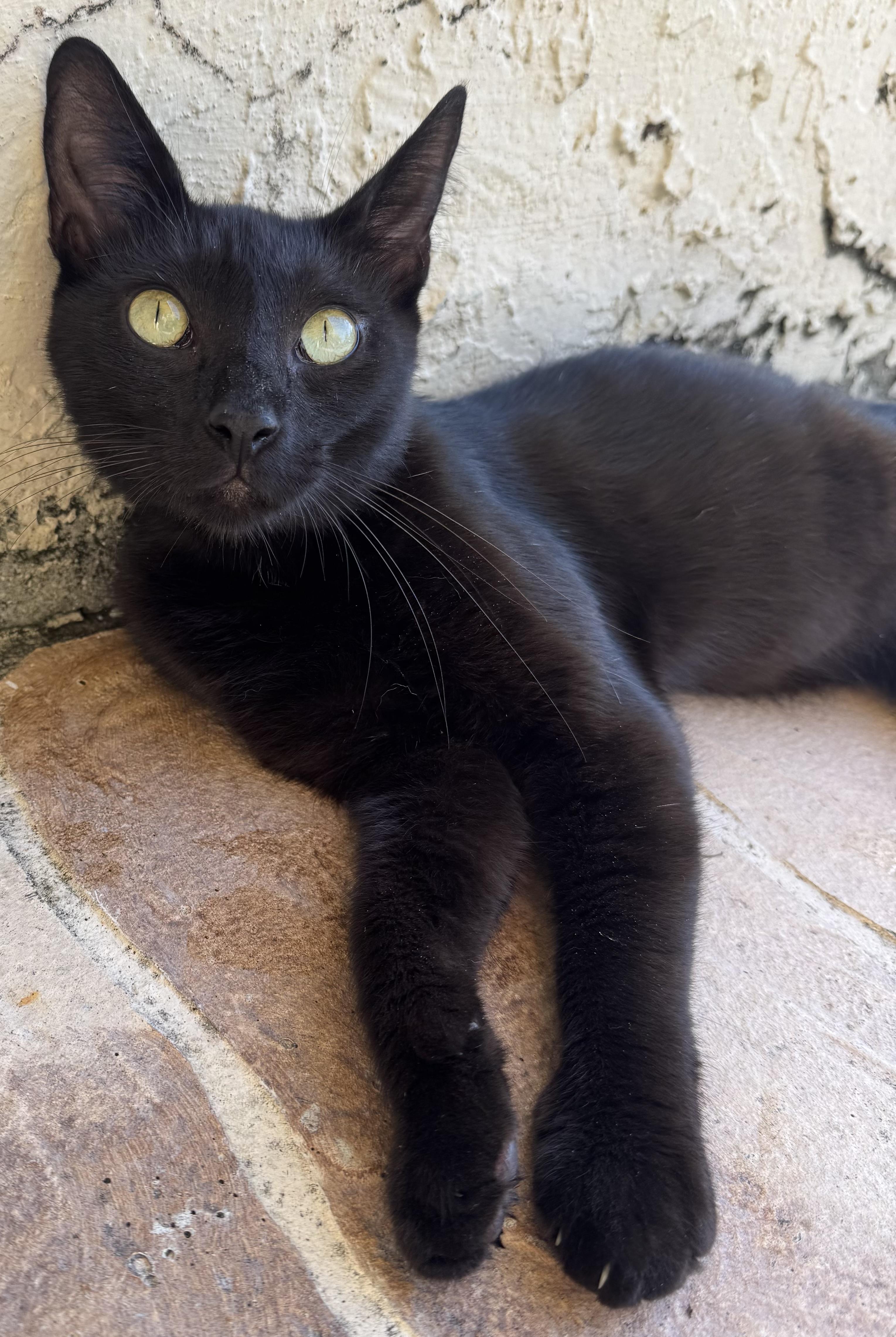 Onyx, a Adopted Domestic Short Hair in Lauderhill, FL image 1/5