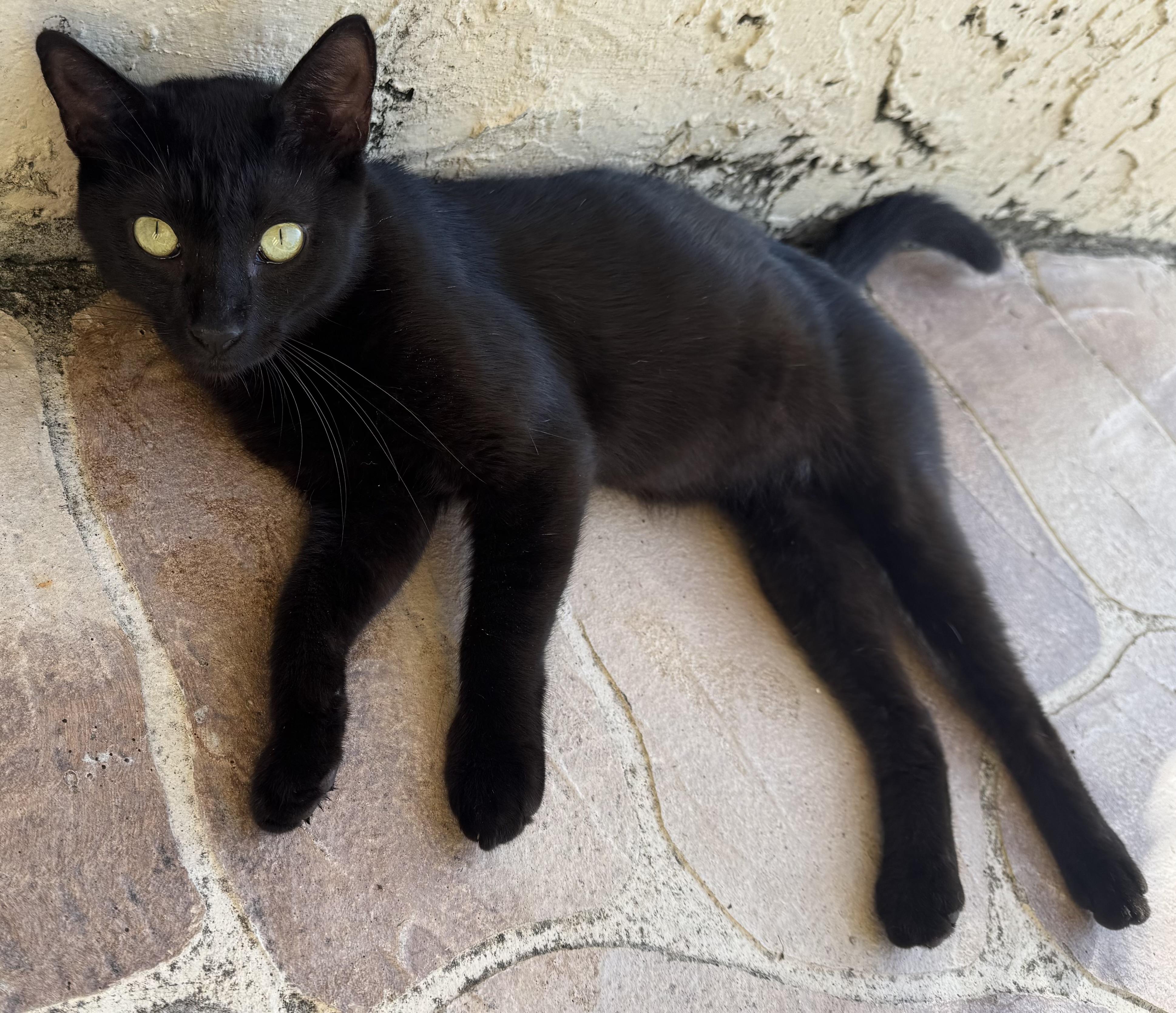 Onyx, a Adopted Domestic Short Hair in Lauderhill, FL image 2/5