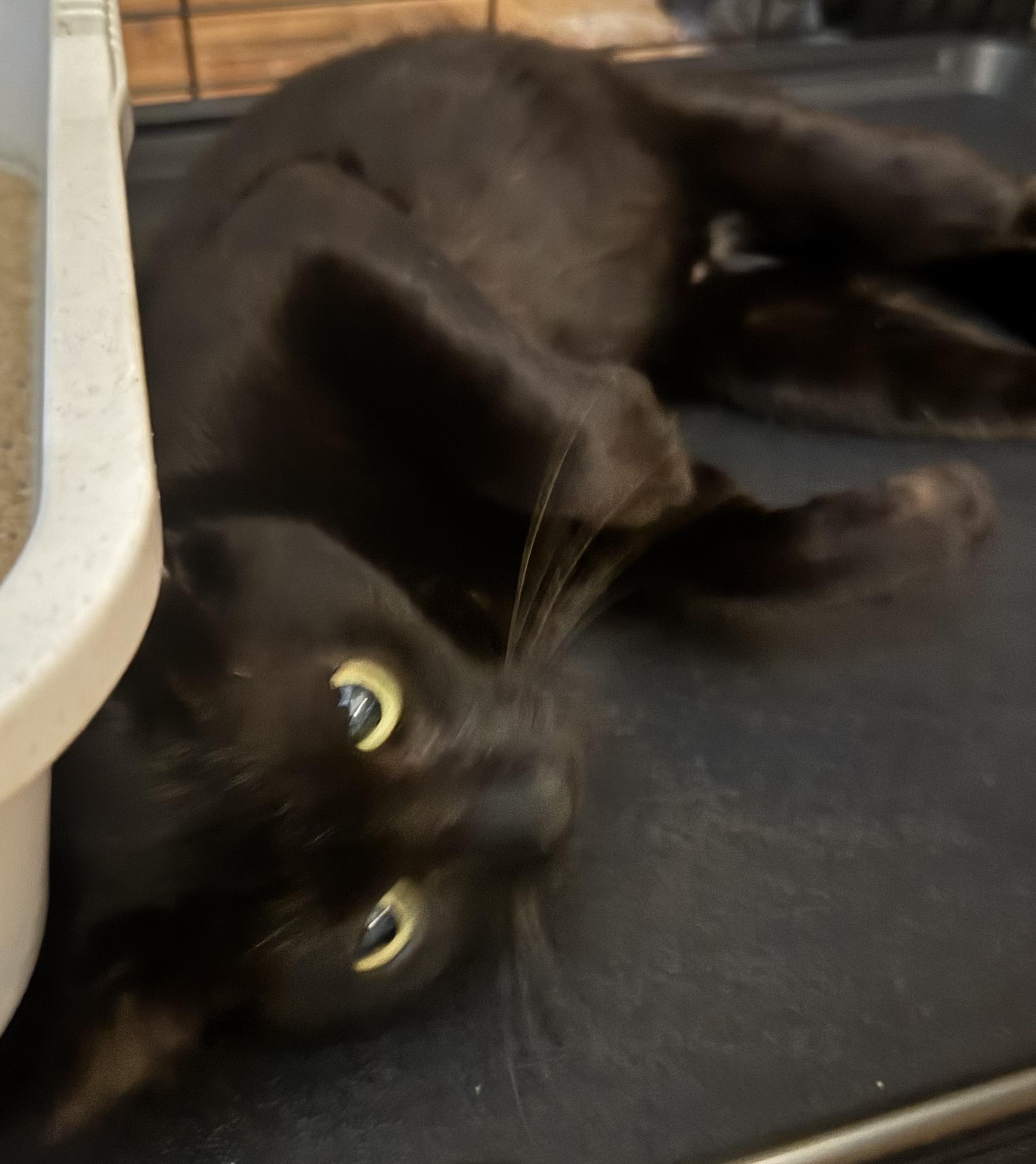 Onyx, a Adopted Domestic Short Hair in Lauderhill, FL image 3/5