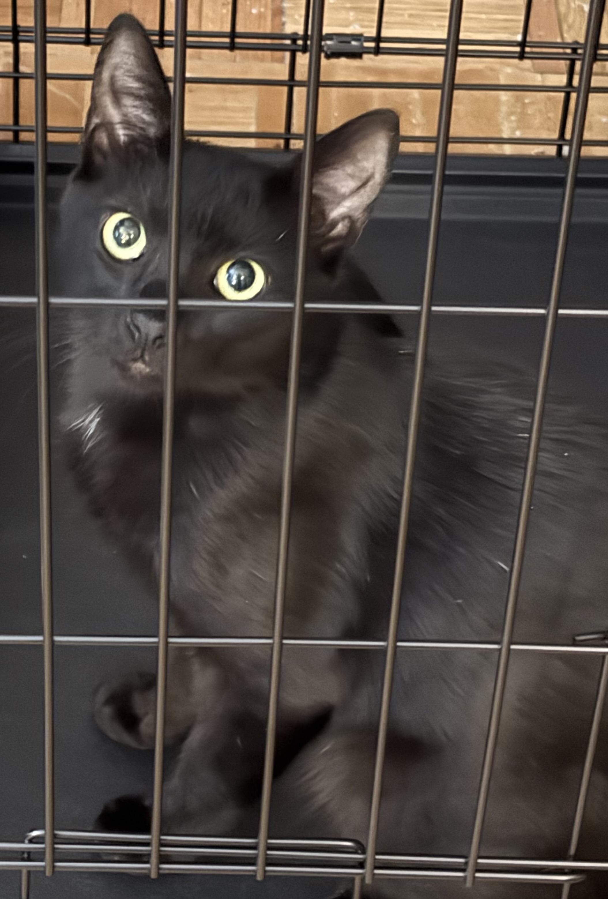 Onyx, a Adopted Domestic Short Hair in Lauderhill, FL image 4/5