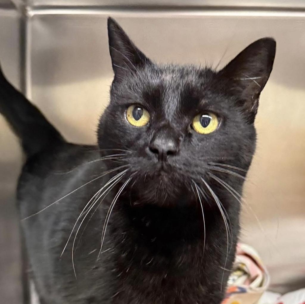 Eddie, Adoptable, Adult Male Domestic Short Hair.