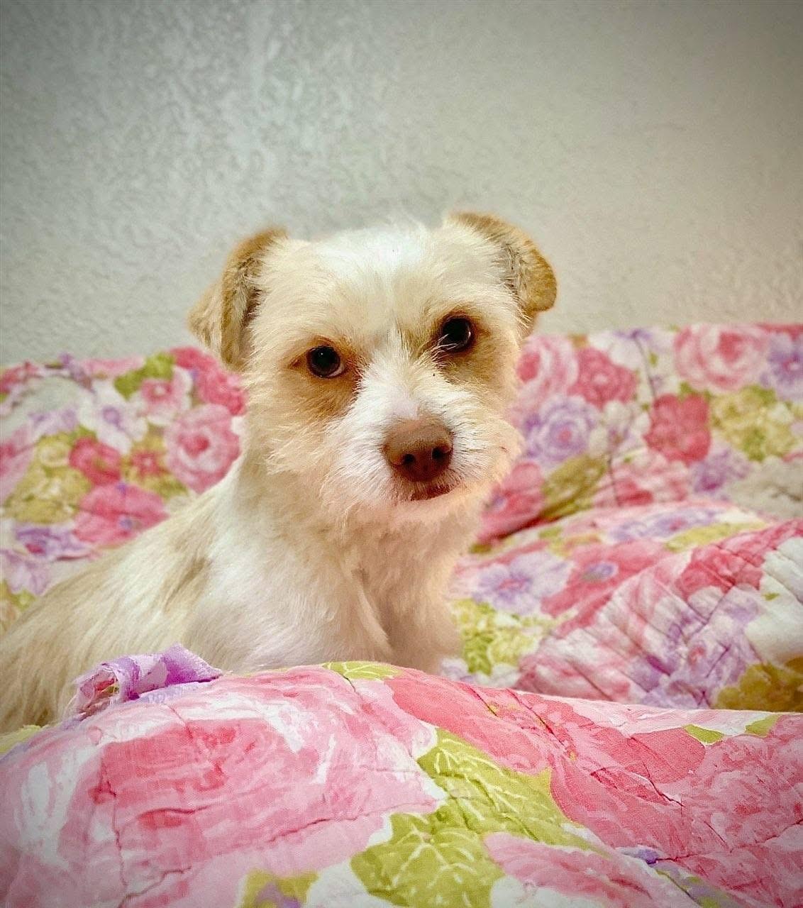 Benji
