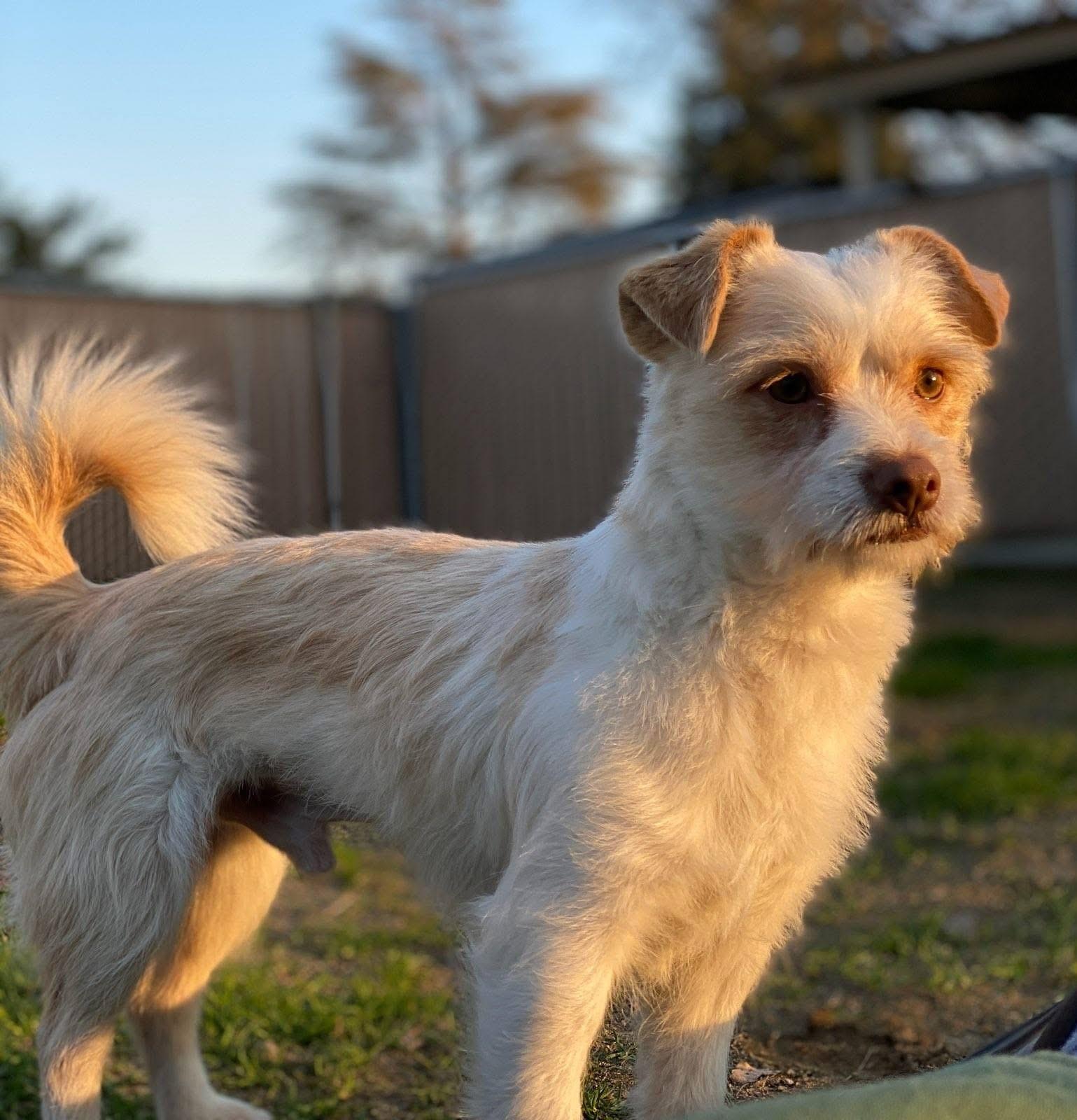 Benji