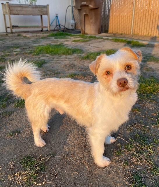 Benji
